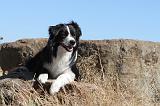 BORDER COLLIE 106